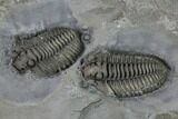 Two Flexicalymene Trilobites - LaPrairie, Quebec #164374-2